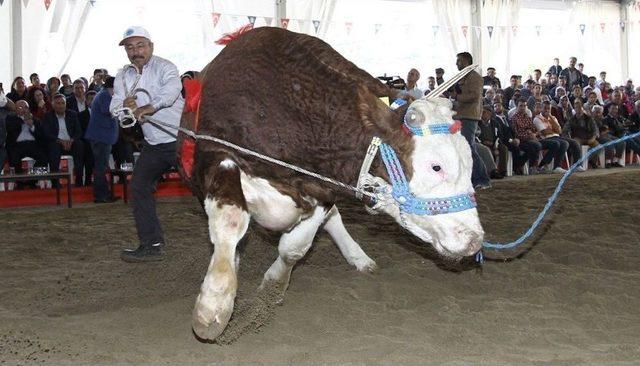 Burdur Güzelleri Podyuma Çıkacak