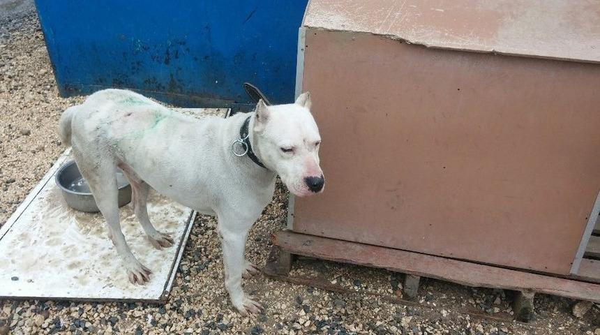 (&ouml;zel Haber) K&ouml;pek Hırsızı Kamerada