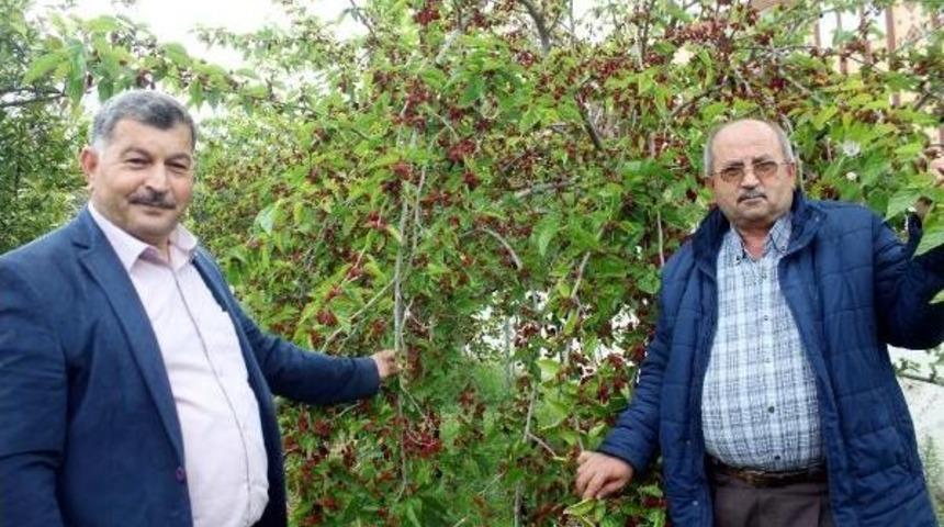 Turfanda Karadutun Kilosu 10 Lira