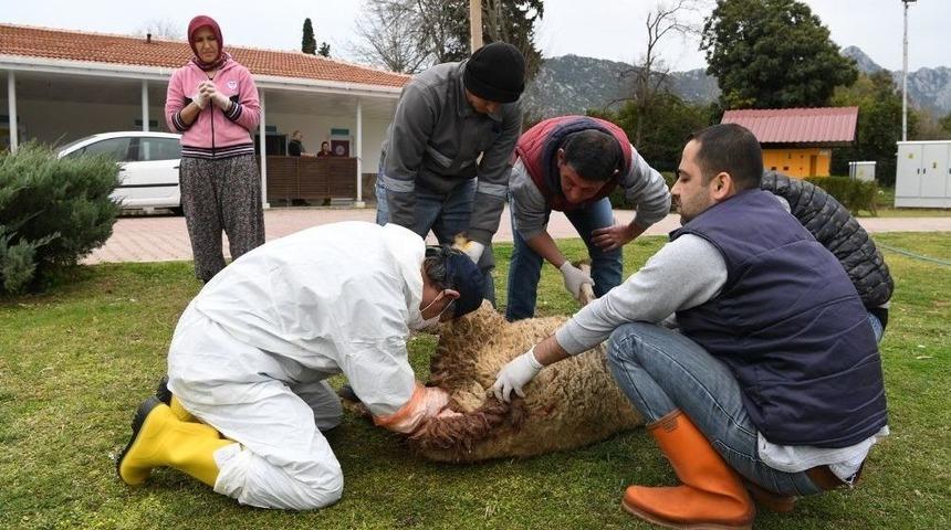 Yavruları Anne Karnında &Ouml;len Koyun Kurtarıldı