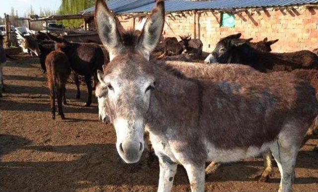 Eşek Sütünün Litresini 120 Liradan Satıyor