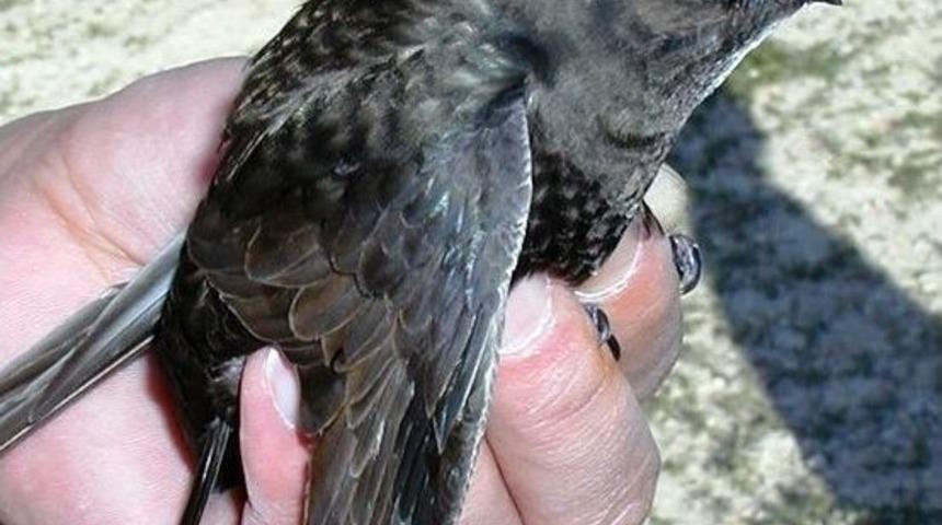 Ebabil Kuşuna Kurtarma Operasyonu