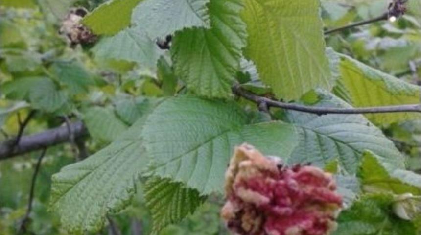 Fındıkta K&uuml;lleme Hastalığında Zira M&uuml;cadele Uyarısı