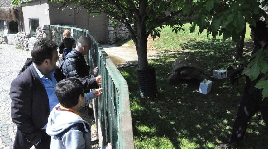 (&ouml;zel Haber) 97 Yaşında Ki Kaplumbağa Tuki, Ezeli Rekabet İ&ccedil;in Tahminde Bulundu