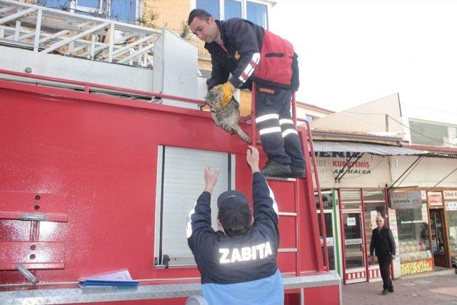 Mahsur Kalan Kediyi İtfaiye Ekipleri Kurtardı