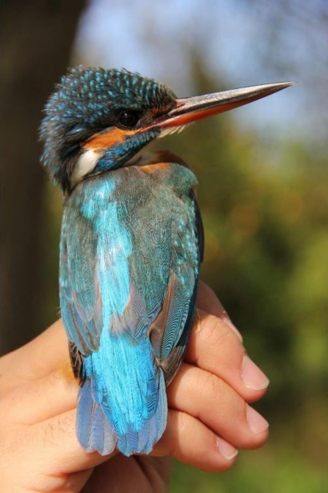 &Ouml;ğrencilerden Uygulamalı Kuş Halkalama