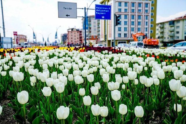 Büyükşehir Belediyesi 174 Bin Adet Lale Dikti