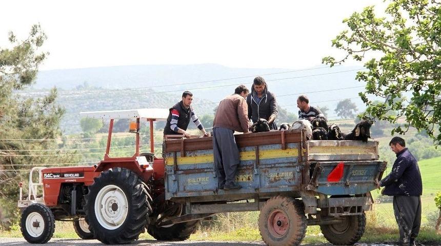 Damızlık Kıl Ke&ccedil;isi Tekeleri &Uuml;reticilere Dağıtılıyor