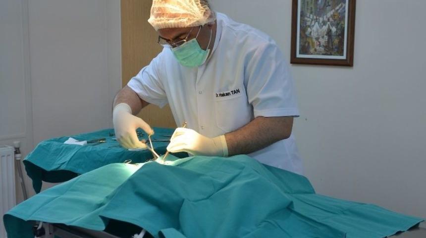 Sahipsiz Hayvanlar Kısırlaştırılarak Sahiplendiriliyor