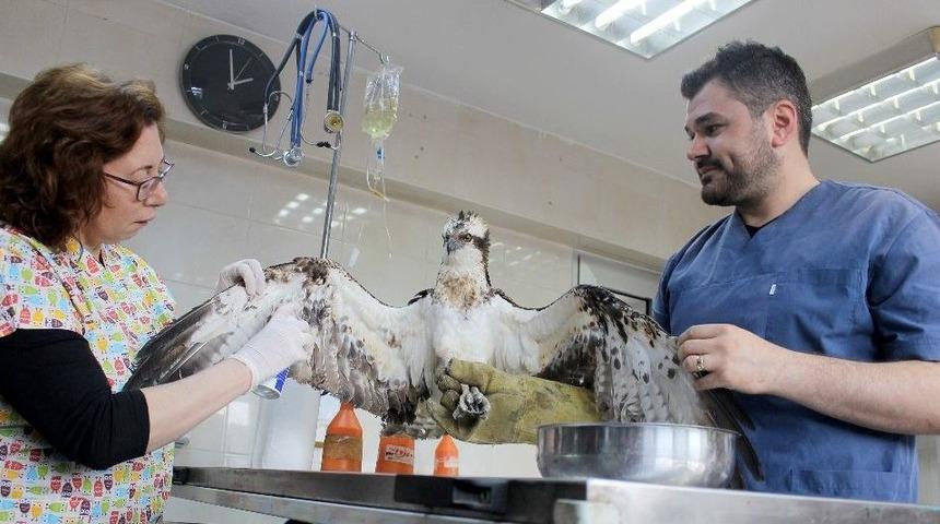 Avcıların Vurduğu Yavru Kartal Tedavi Altına Alındı