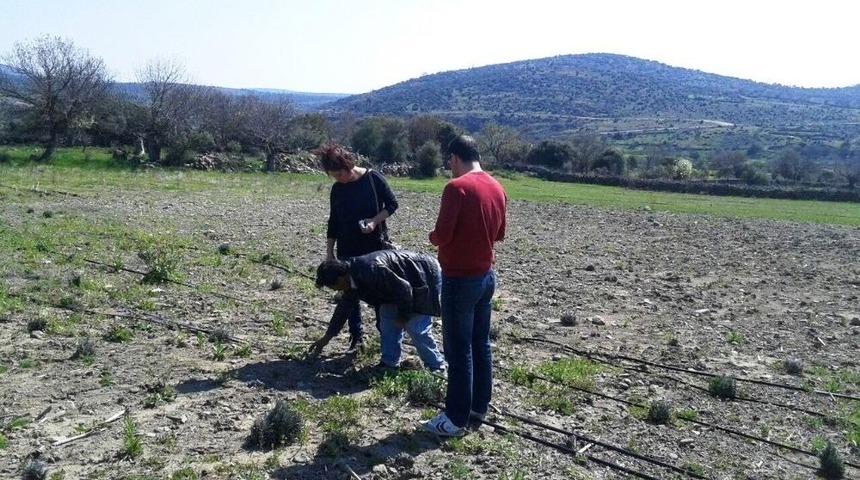 Yunusemreli &Uuml;reticilere Lavanta Eğitimi