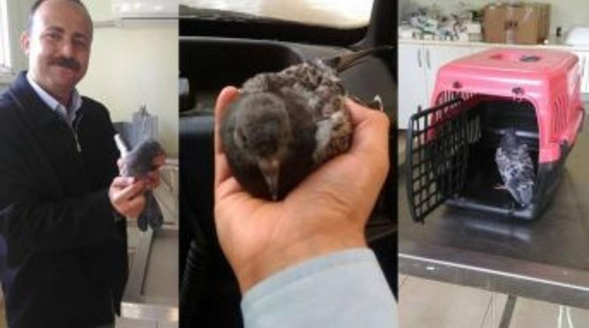 Yaralı G&uuml;vercine Zabıta Sahip &Ccedil;ıktı