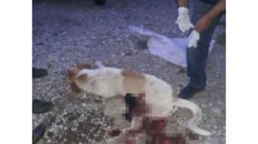 Milas&rsquo;ta Sokak K&ouml;peğini Silahla Vurdular