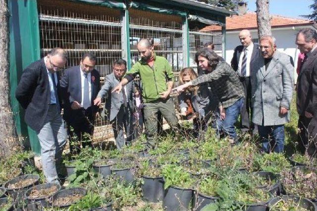 Kestane Zararlısına Karşı  gladyat&ouml;r B&ouml;cekler  1