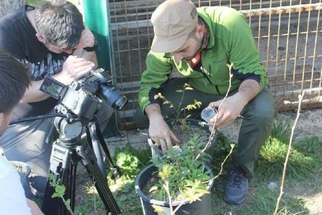 Kestane Zararlısına Karşı  gladyat&ouml;r B&ouml;cekler  2
