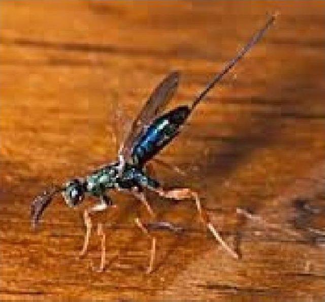 Kestane Zararlısına Karşı  gladyat&ouml;r B&ouml;cekler  3