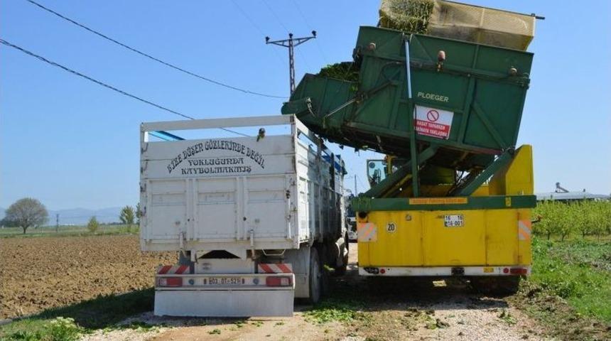 Bursa&rsquo;da Ispanak Hasadı Başladı