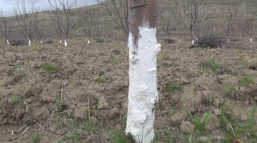 Meyve Ağaçlarını Kemiren Fareler Zarara Yol Açtı