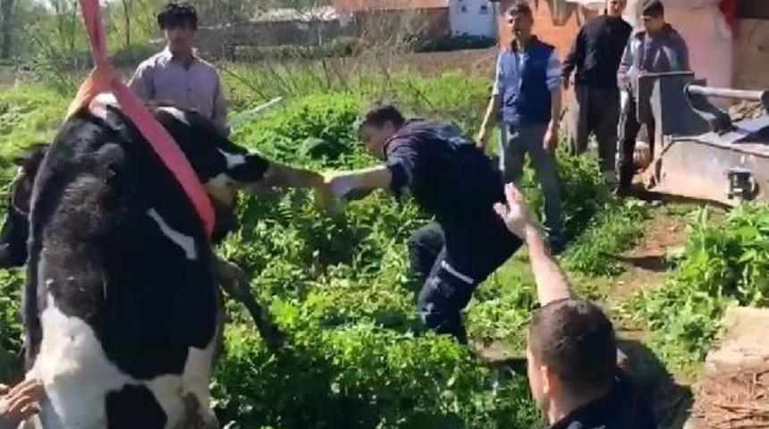 Kuyuya D&uuml;şen Inek, Iş Makinesiyle Kurtarıldı