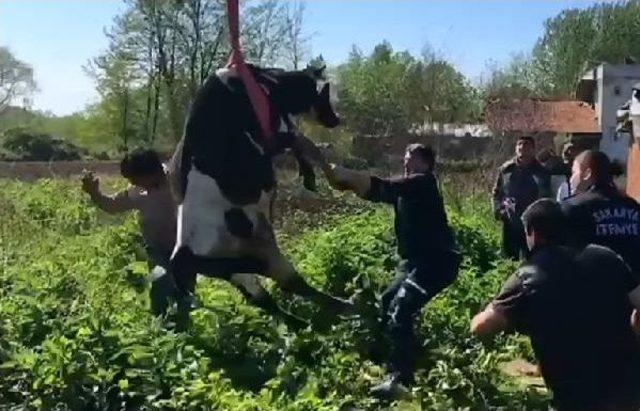Kuyuya D&uuml;şen Inek, Iş Makinesiyle Kurtarıldı 1