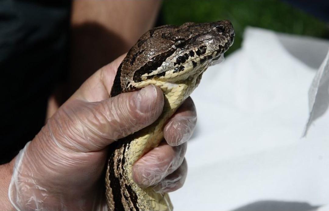 (&ouml;zel Haber) Dev Yılana Nefes Kesen U&ccedil;uk Operasyonu