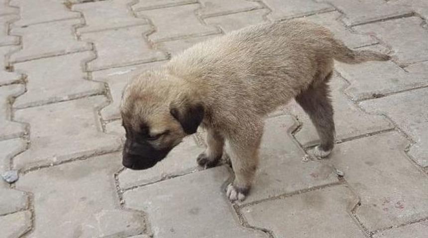 3 Ayaklı 'garip' Belediyeye Emanet