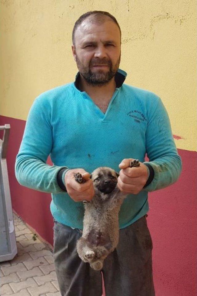 3 Ayaklı  garip  Belediyeye Emanet 1