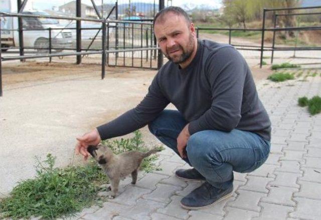 3 Ayaklı  garip  Belediyeye Emanet 2