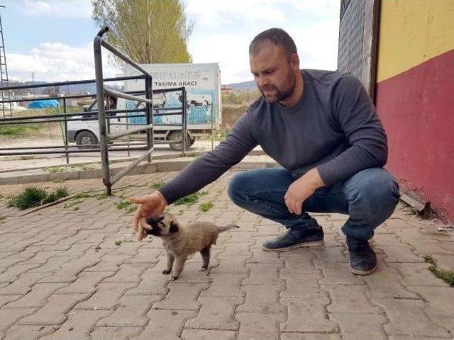 3 Ayaklı  garip  Belediyeye Emanet 3