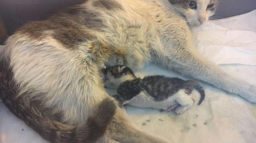 Hamile Kedi İ&ccedil;in Seferber Oldular