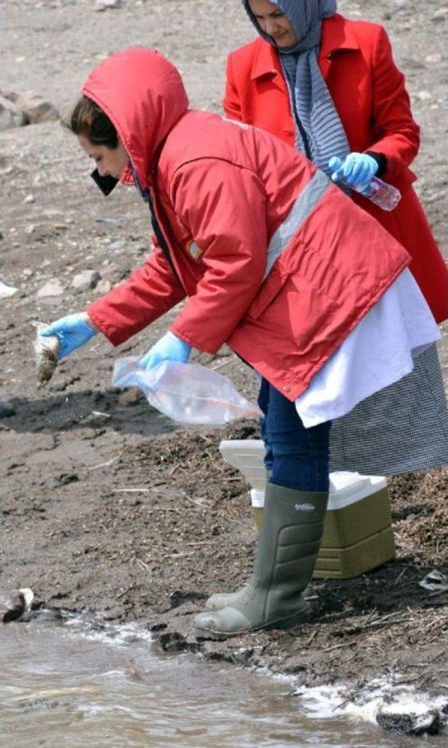 Tekederesi Göletinde Toplu Balık Ölümü