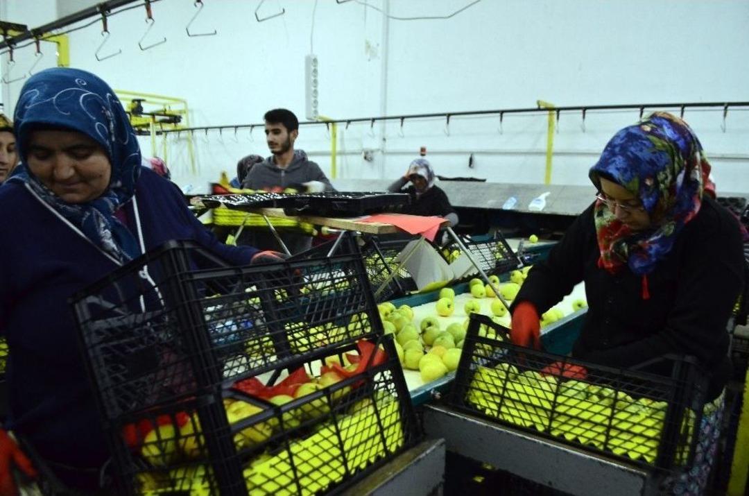 Isparta Elması G&ouml;z&uuml;n&uuml; Ortadoğu&rsquo;ya Dikti