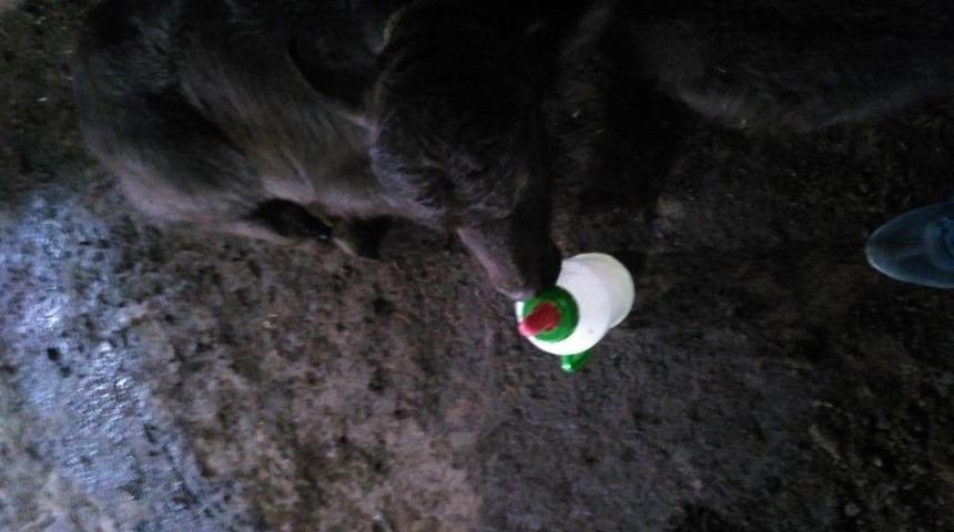 Bataklığa Saplanan Mandanın Acı Sonu