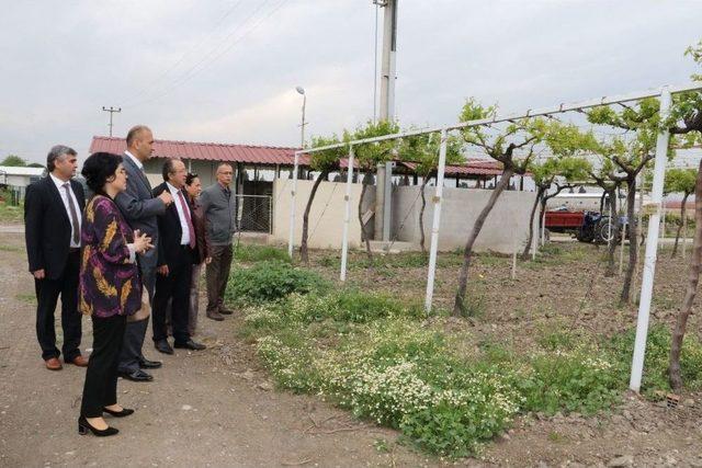 Büyükşehirden Bağcılık Araştırma Enstitüsüne Sera Desteği