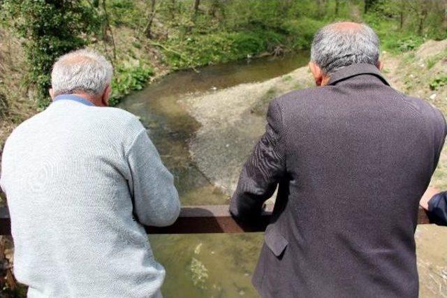 Zonguldak'ta Derede Balık Ölümleri Tedirgin Etti