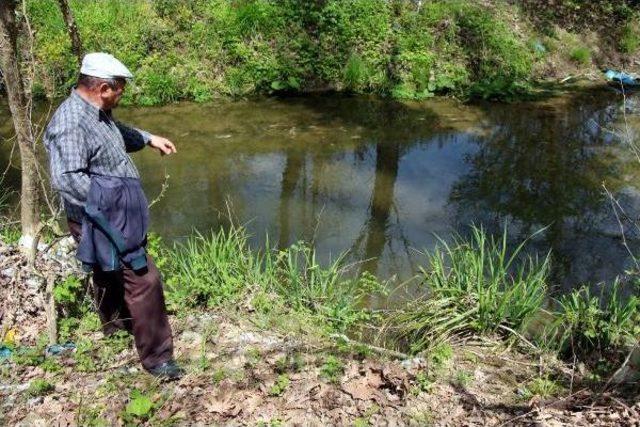 Zonguldak'ta Derede Balık Ölümleri Tedirgin Etti