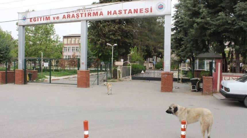 Vatandaşlardan Sokak K&ouml;peklerine Tepki