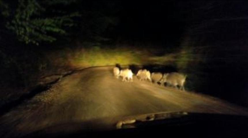 A&ccedil; Kalan Domuzlar Yerleşim Yerlerine İndi