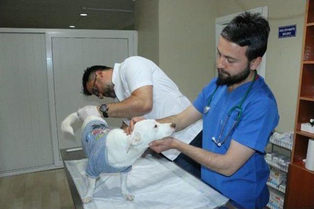 Havuçla Işkence Yapılan Köpek Yeniden Tedaviye Alındı