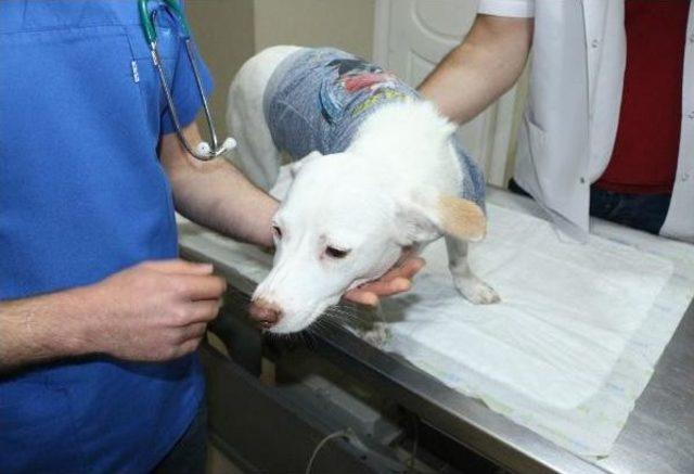 Havuçla Işkence Yapılan Köpek Yeniden Tedaviye Alındı