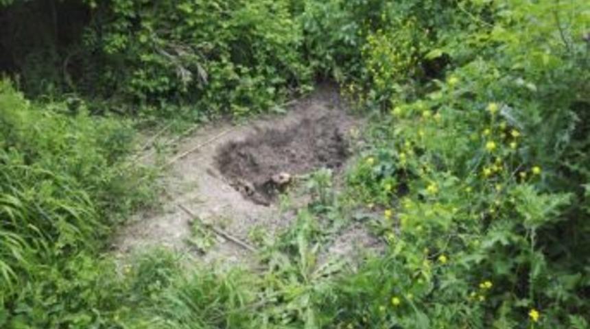 Ormanda Bulunan Cesedin Yarısını Hayvanlar Yemiş