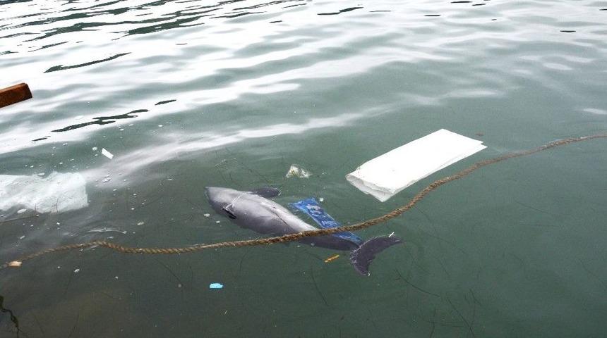 Yolunu Şaşıran Yunuslar Limanda Kurtarılmayı Bekliyor