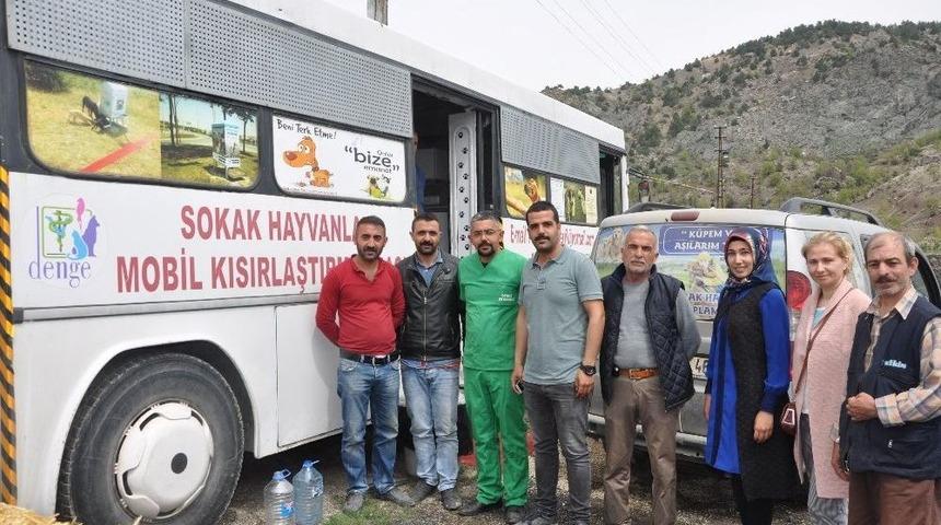 Sokak Hayvanlarının Kısırlaştırılmasına Başlandı