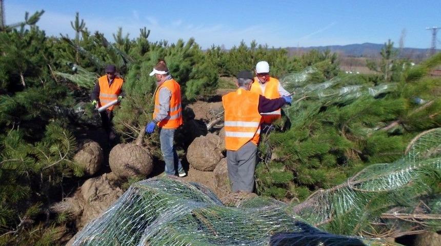 T&uuml;rkiye&rsquo;den Azerbaycan&rsquo;a Fidan İhra&ccedil; Edilecek