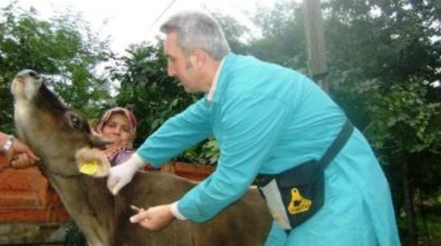 D&uuml;zce&rsquo;de 21 Bin 748 Hayvana Aşı Yapıldı