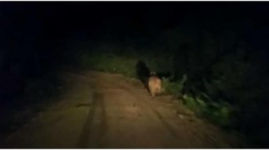 Ayı, K&ouml;y Yolunda &Ouml;n&uuml;ne &Ccedil;ıkan Aracı Taşladı