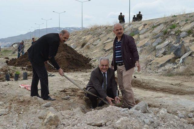 Adilcevaz’da 150 Aşılı Ceviz Fidanı Toprakla Buluştu