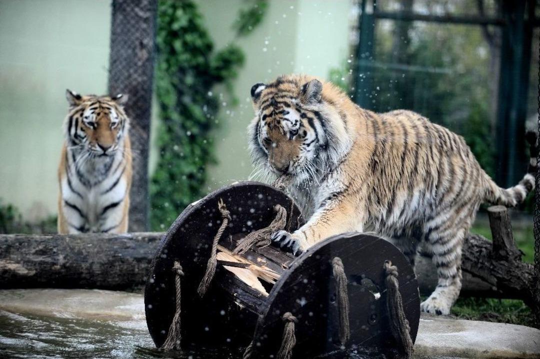 (&ouml;zel Haber) Kaplanların Oyuncakları Dev Makaralar Ve Balonlar