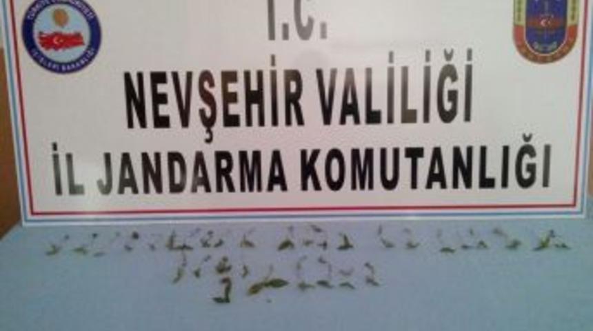 Avanos&rsquo;ta 32 K&ouml;k Kenevir Ele Ge&ccedil;irildi