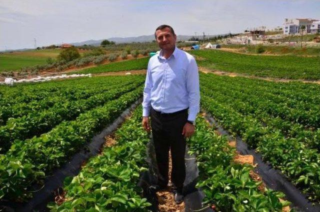 3 Çiftçi Ile Başlanan Çilek Üretimi, Köprübaşı'nın Kaderi Değişti